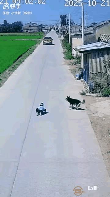 这两个视频，你们能看出是真的还是Al的吗？
     现在的Al技术很厉害了，但