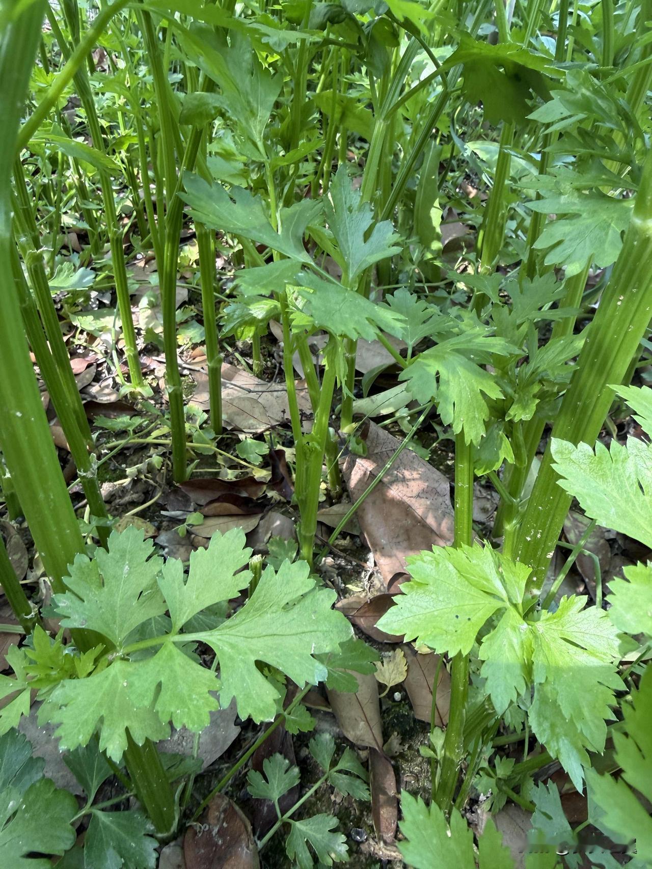 【小对联】
上：命中；
下：……？