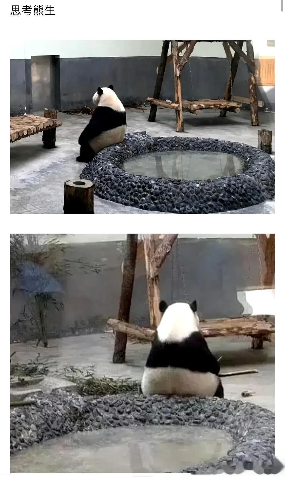 这里不是熊猫，这里都是一个个有趣的灵魂，每一个都非常独特。

他们的熊皮下面，确