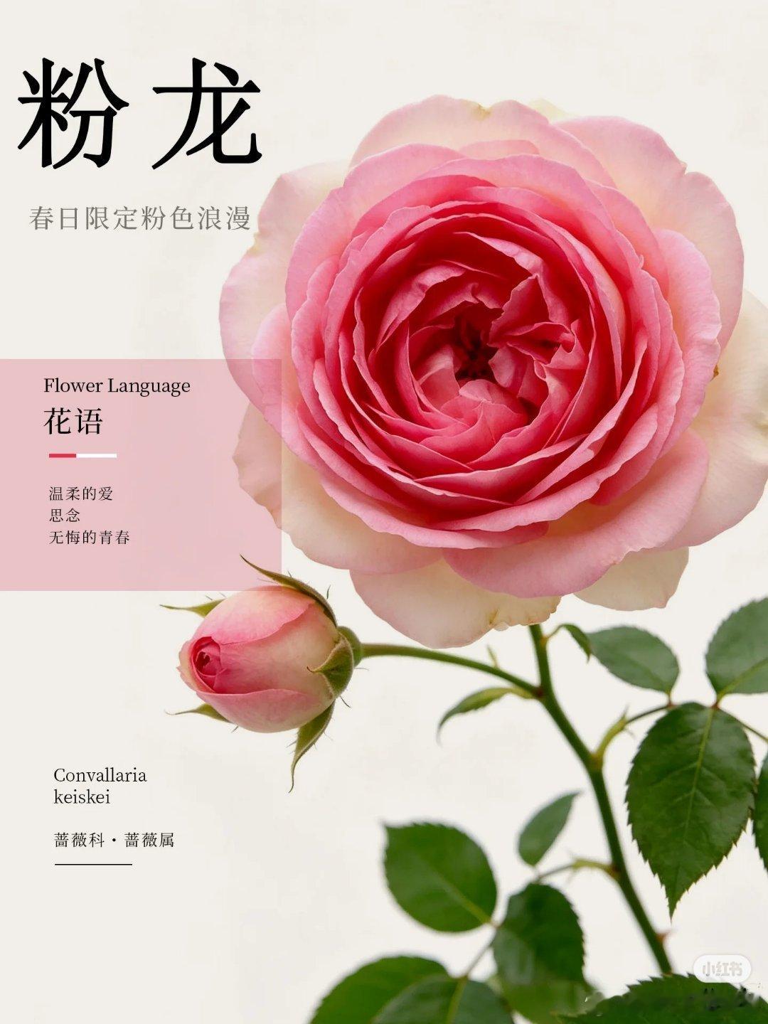 每天认识一种花-粉色龙沙宝石藤本月季界的浪漫天花板，谁能拒绝一墙粉龙名字：粉色龙