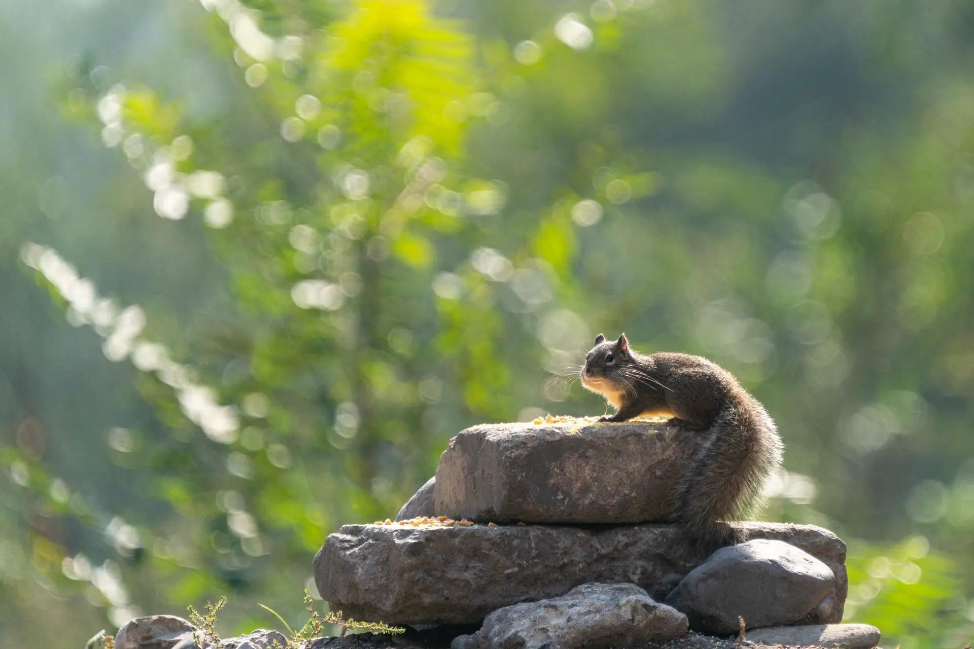 后面场内油我建议留下利润吃尾巴了，等杀了溢价率我们再考虑加仓买回来。大概就是留下