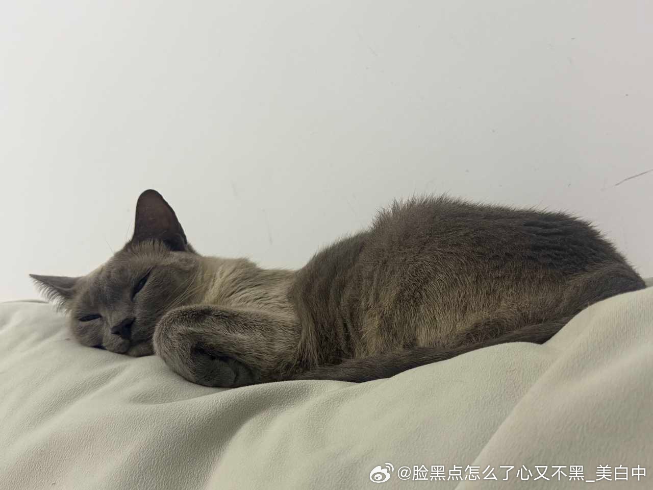 4066只黑脸【好凑好黑】感觉像异形 
