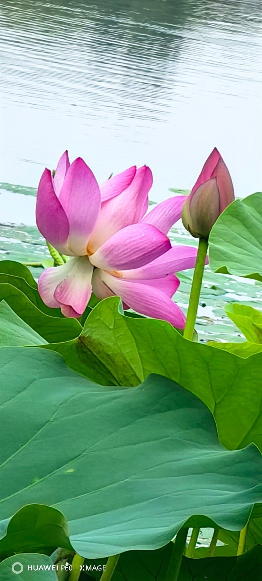 惟有绿荷红菡萏，卷舒开合任天真。荷花荷花 北京·白浮泉公园