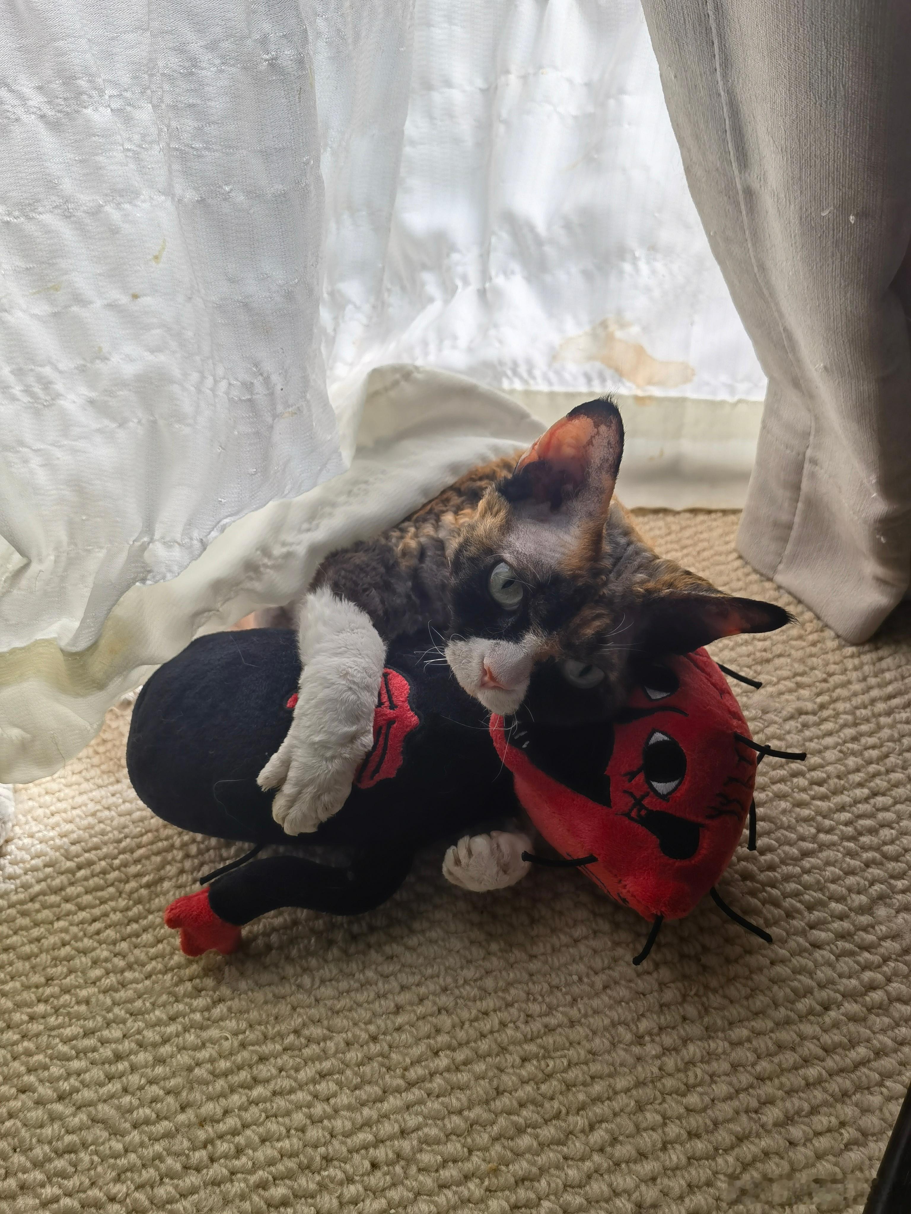 家里猫的阿贝贝是沸腾者 崩溃了 