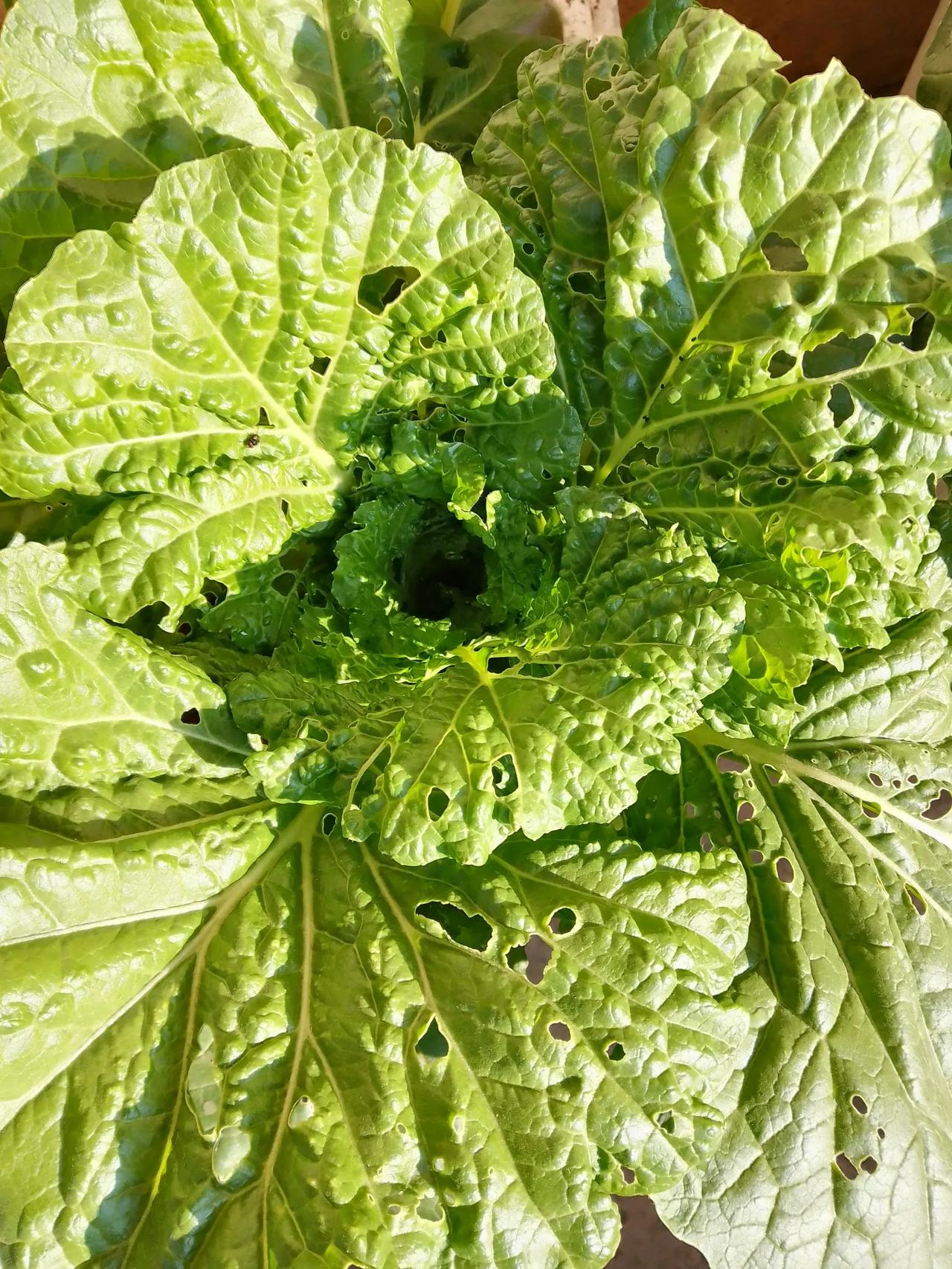 这个菜叶子被虫子吃成这样，也许是好事！虫子认为：人类吃这个菜主要是吃邦子，时吧！