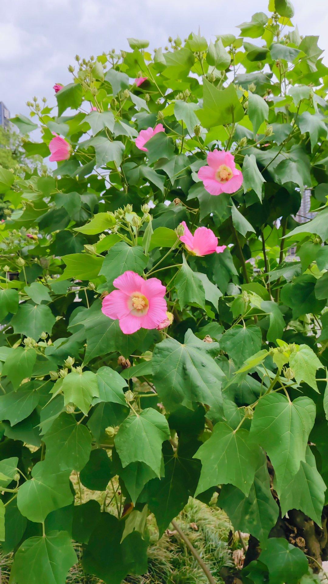 芙蓉花都开了。 