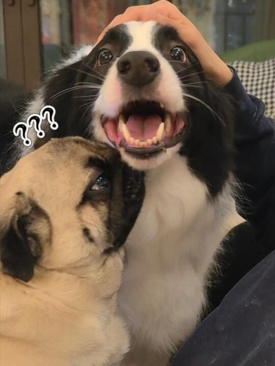 巴哥:你不许冲我妈妈笑😡哼！