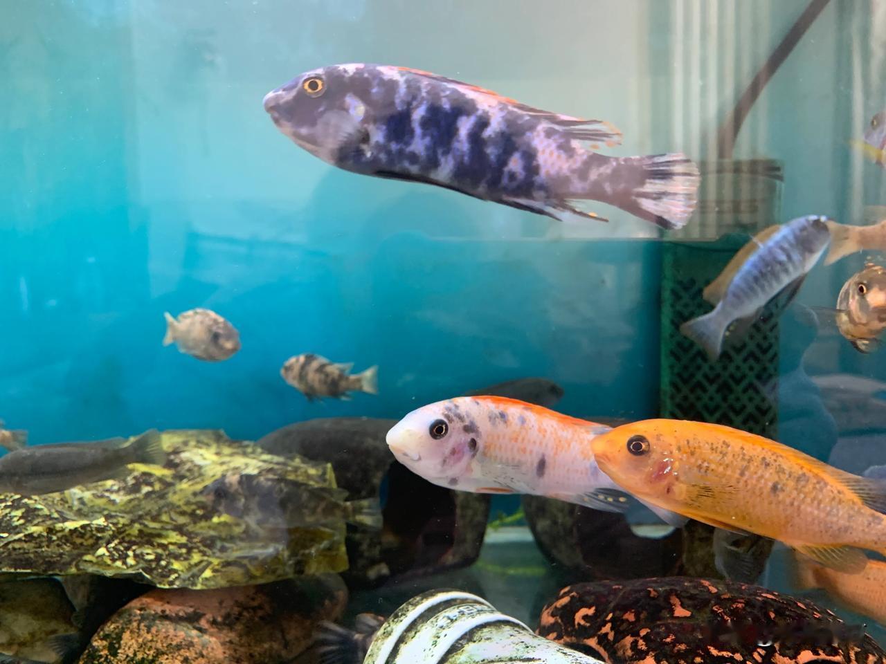 多彩鱼儿游游游，谁的衣服最好看？