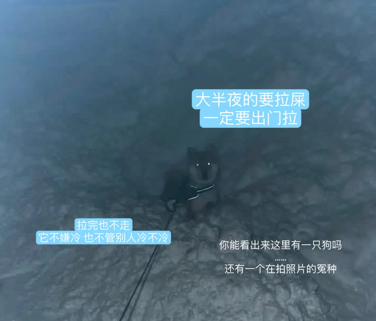 你能看出来这里有只狗吗？还有一只大冤种