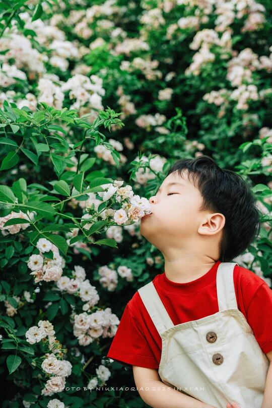 十分钟拍的这组蔷薇花照，能打几分❓
