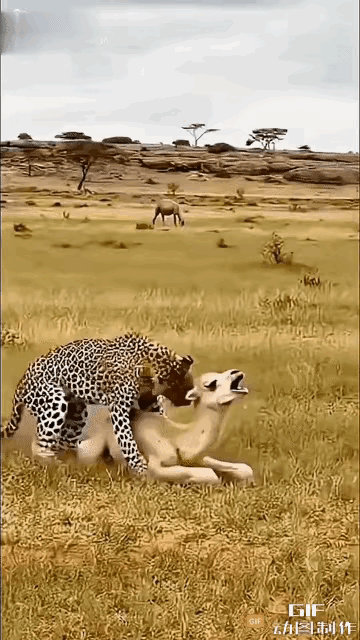 这骆驼也太霸气了。看到孩子危险，一个箭步冲上去，居然还朝豹子吼“放手，我不是好欺