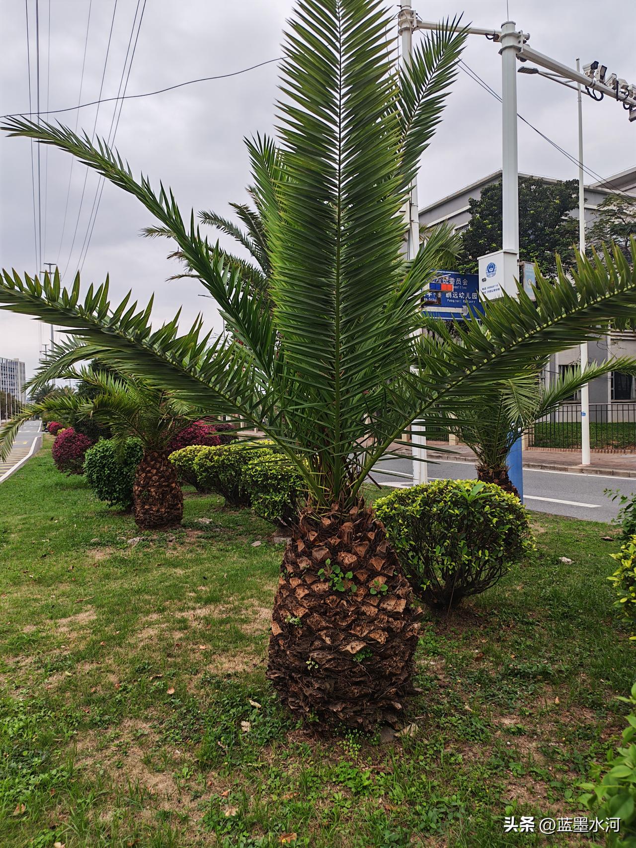 赞美加拿利海枣树
在东莞街头到处看到一种树，它那粗壮的茎干，像一位沉默的巨人，把