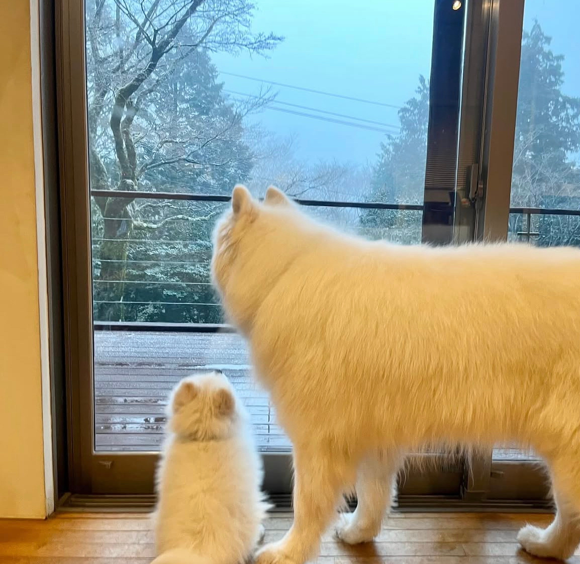 和妈妈第一次看雪的萨摩耶宝宝 