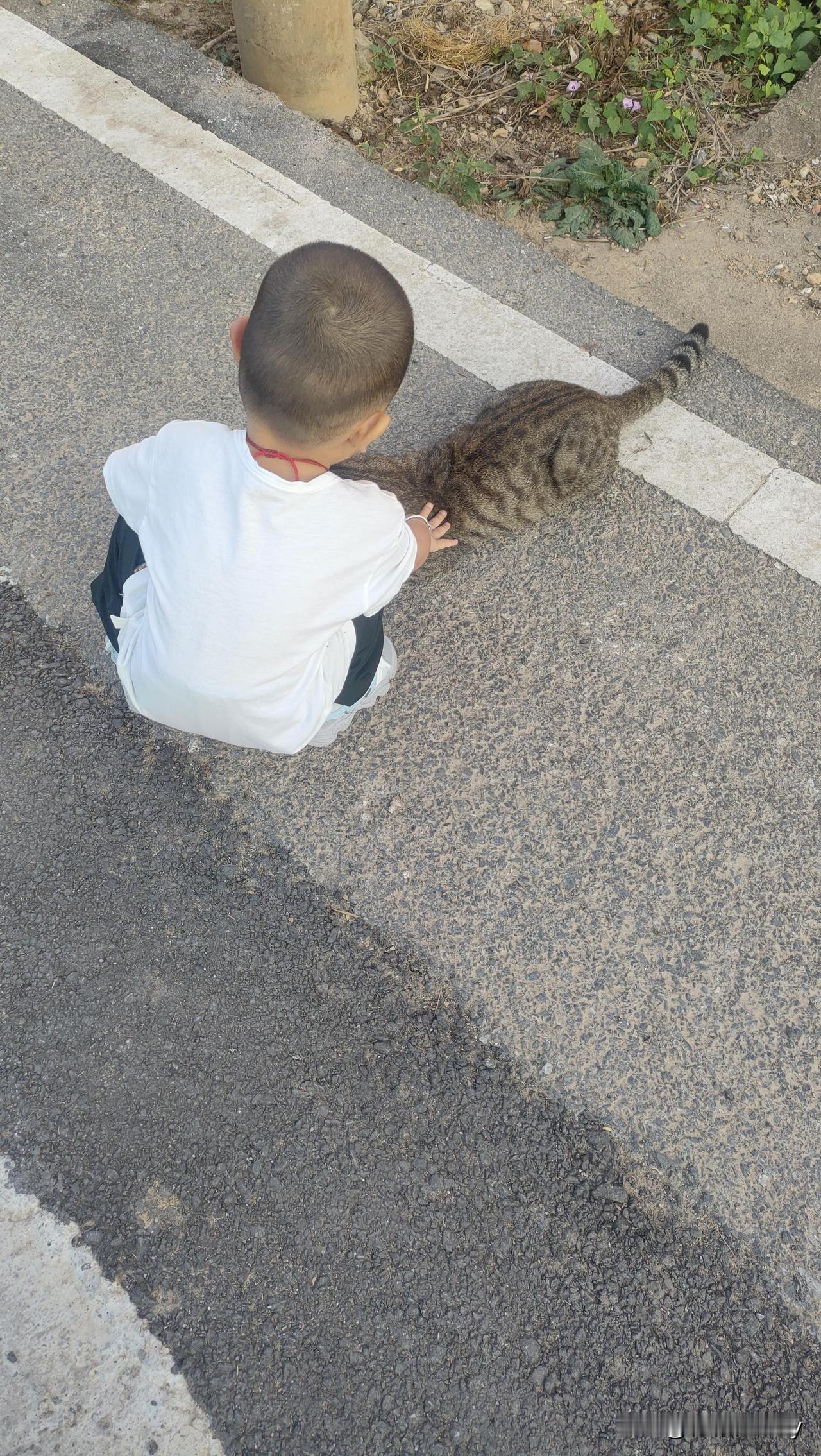 分享路边的猫咪两超级“萌宝”，