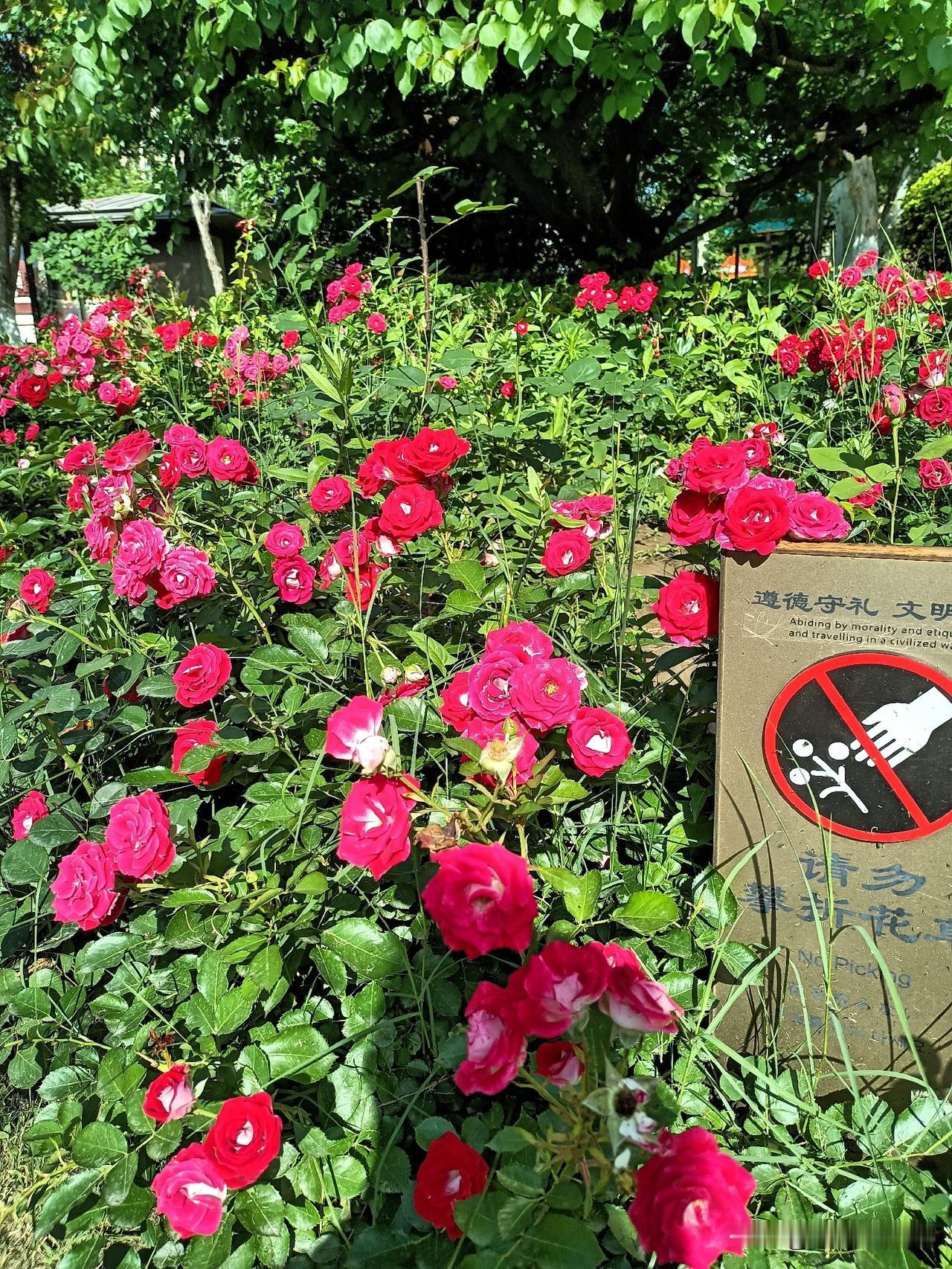 出发吧趁现在来陕西省西安市兴庆宫公园看月季吧，来吹吹它吹过的风，晒晒它晒过的太阳