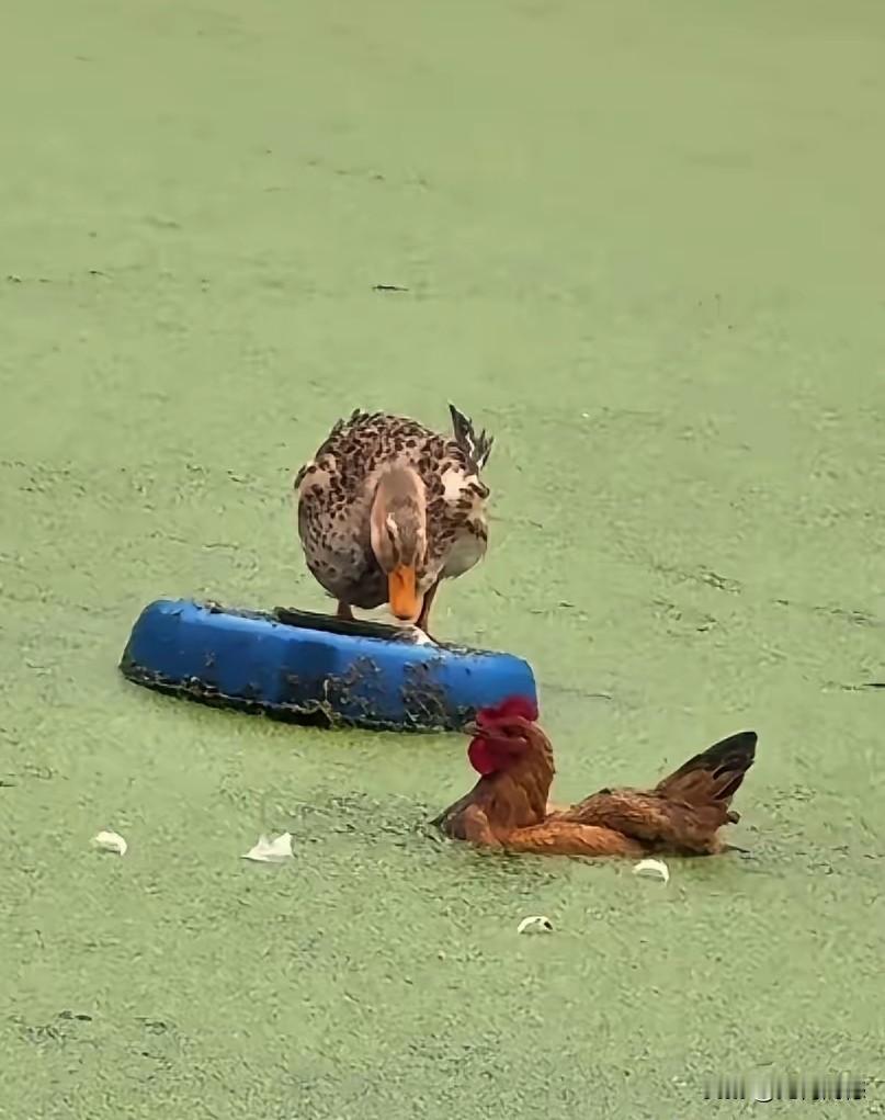 鸡在水中游泳的画面，把鸭子看的也是很惊讶，世界之大，无奇不有，鸡在水中游泳的画面