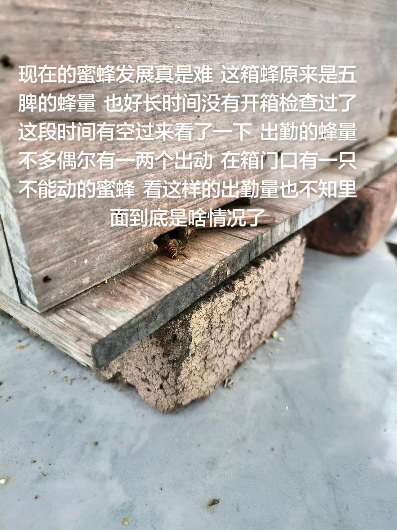 现在的蜜蜂发展真是难这箱蜂原来是五脾的蜂量也好长时间没有开箱检查过了这段时间有空