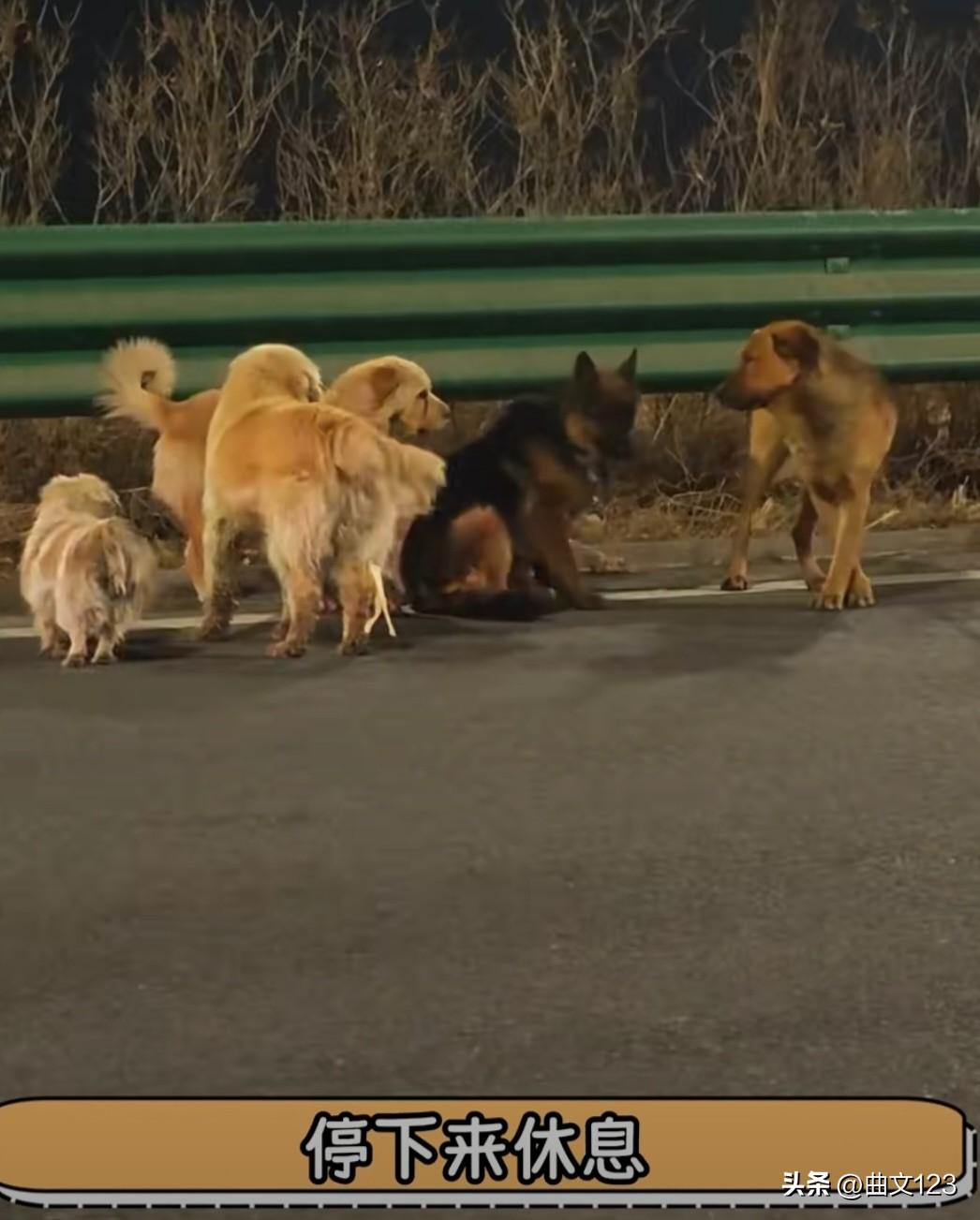 感动，7只狗狗被偷后，好不容易逃了出来，一起结伴历经17公里终于安全的回到了各自