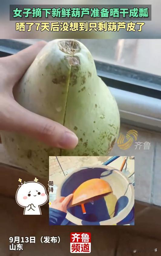 笑不活了！山东，女子摘下一个新鲜的葫芦，心血来潮想着将其晒干做出瓢，万万没想到，