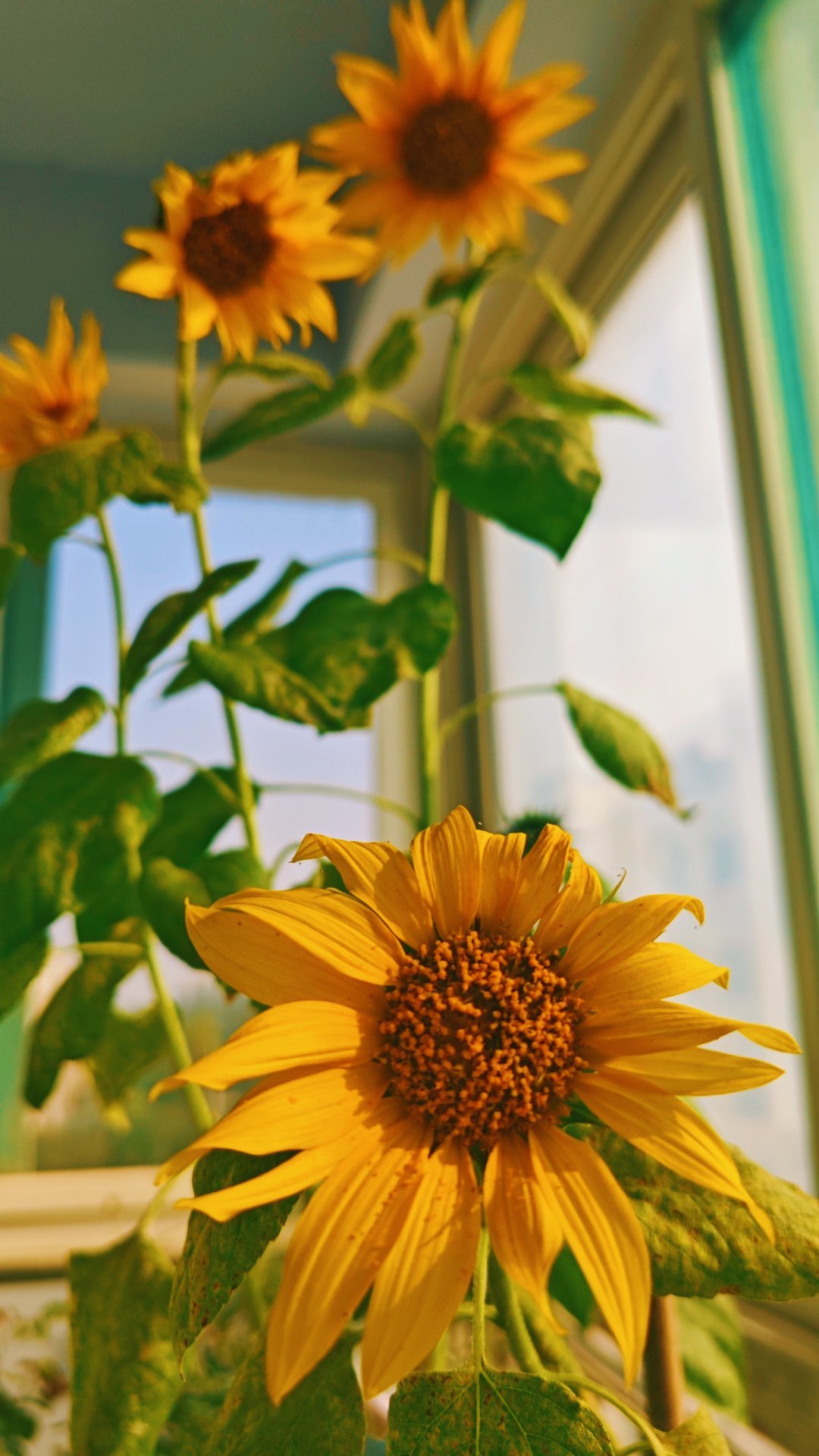 个别宁丝说我的向日葵🌻是网图，再来几个角度。