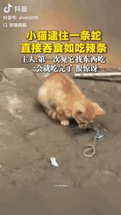 “胆子真大！”河北邢台，一男子看到孩子在外捡来的流浪猫在吃东西后，就走上前看了眼