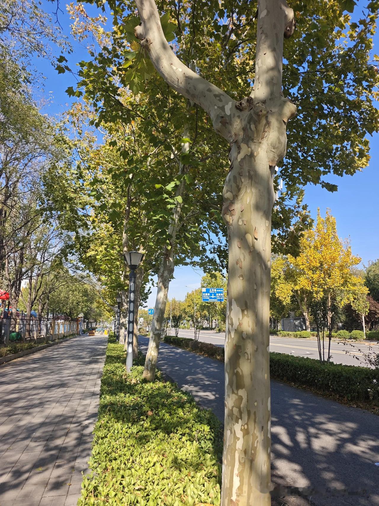作者加速成长计划秋末时光秋末的街道藏着温柔的光景，高大的法桐沿着步道依次排开，斑