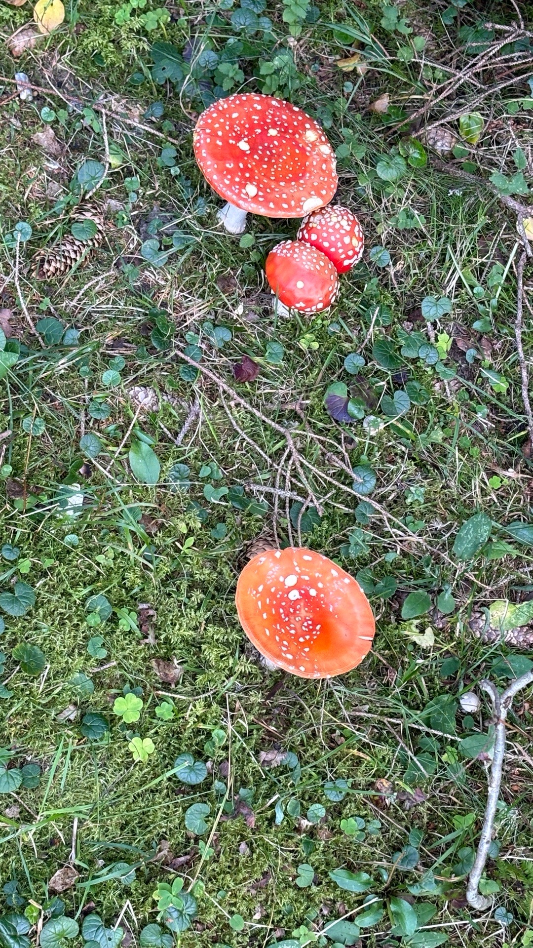 史老师您好，这是什么蘑菇🍄 能吃吗？[可爱] ​​​