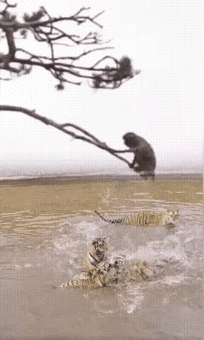 我连玉皇大帝都不怕，你们几只老虎算个渣。