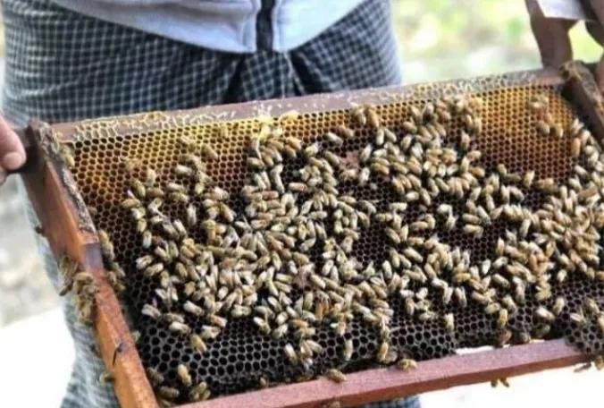 缅甸畜牧业及治疗管理司蜂蜜事业局蜜蜂养殖发展分局副局长吴缪定消息，2024－20