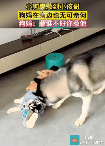 母狗准备拉偏架。孩子的妈妈说:“你不准拉偏架！你打我儿子我也打你儿子。”
它听到
