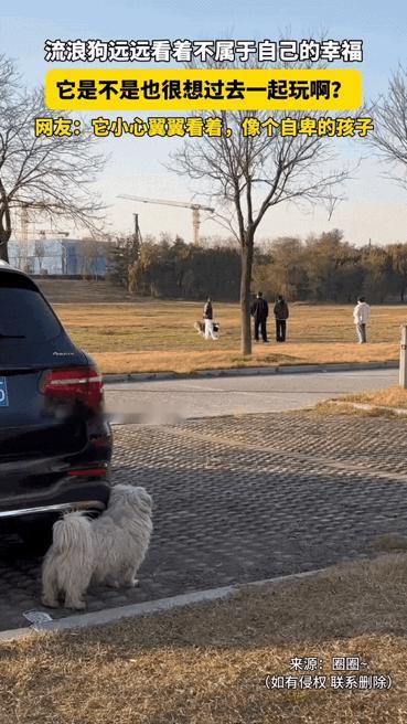 山东，一流浪狗远远看着不属于自己的幸福，看主人陪着狗狗玩耍，羡慕的它静静看着久久