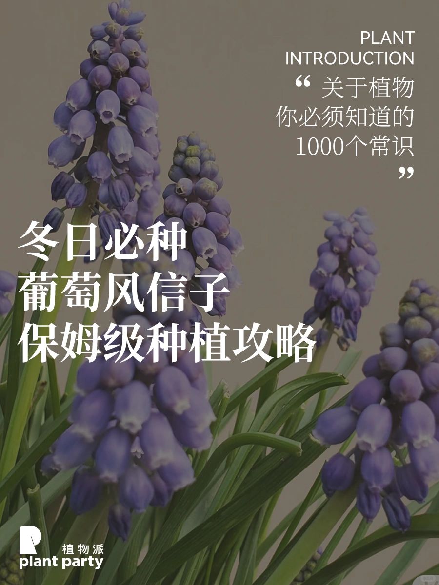 冬季必种绝美风信子，现在开种开花开到明年