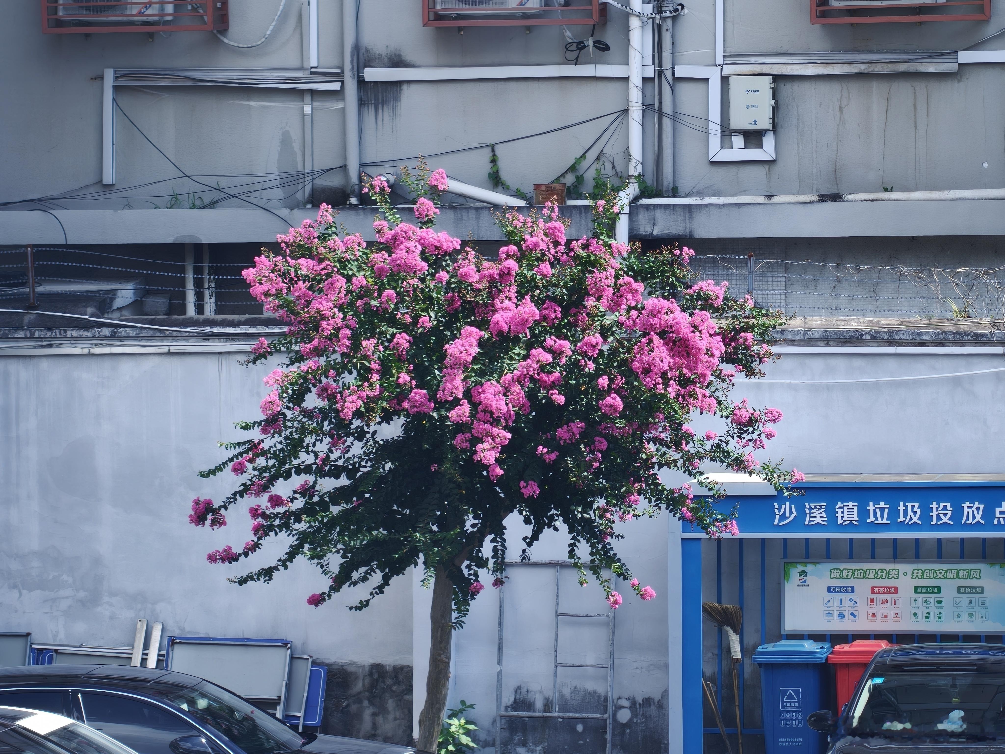 院子里的花开的好好 