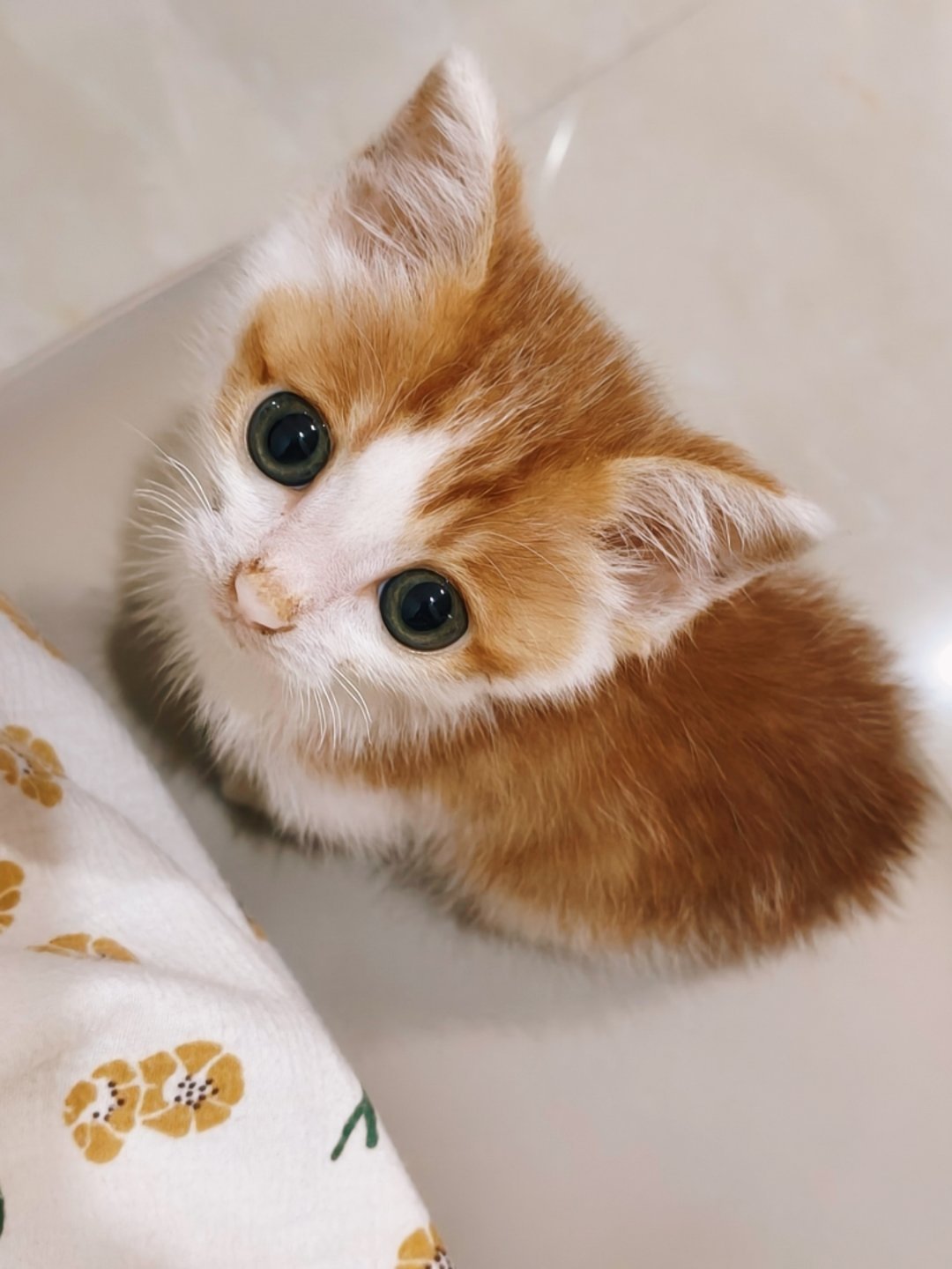 我在吃饭，我的猫： 