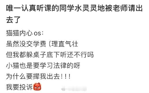 小猫有什么错 小猫只是想学习而已 
