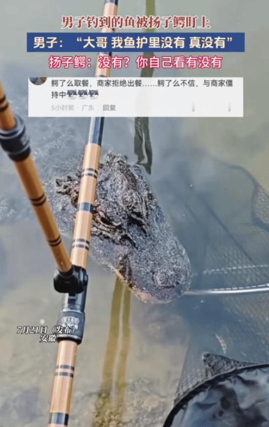 “钓鱼佬最后的尊严！”安徽，男子没想到，他钓到的鱼被扬子鳄“盯上”，他喊: “大