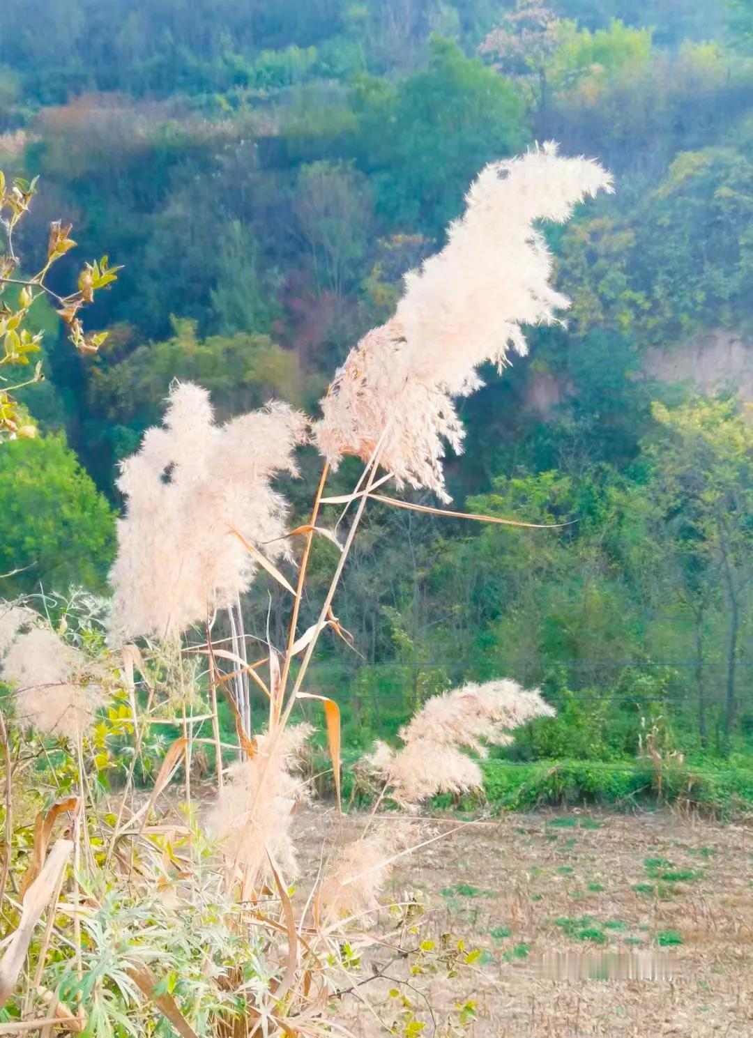 #分享一张随手拍来的最美的风景#
秋天不一样的惊喜，家乡的味道，永远难忘怀。
人