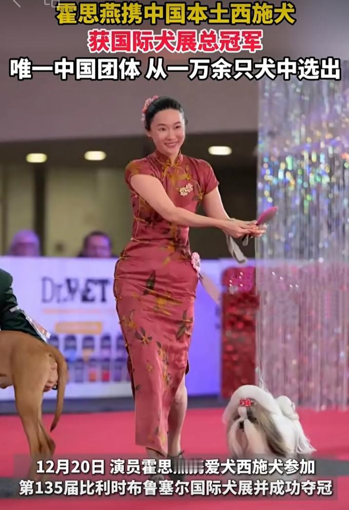 太牛啦！12月20日，霍思燕一袭红旗袍，手牵戴红蝴蝶结的中国西施犬，亮相比利时布