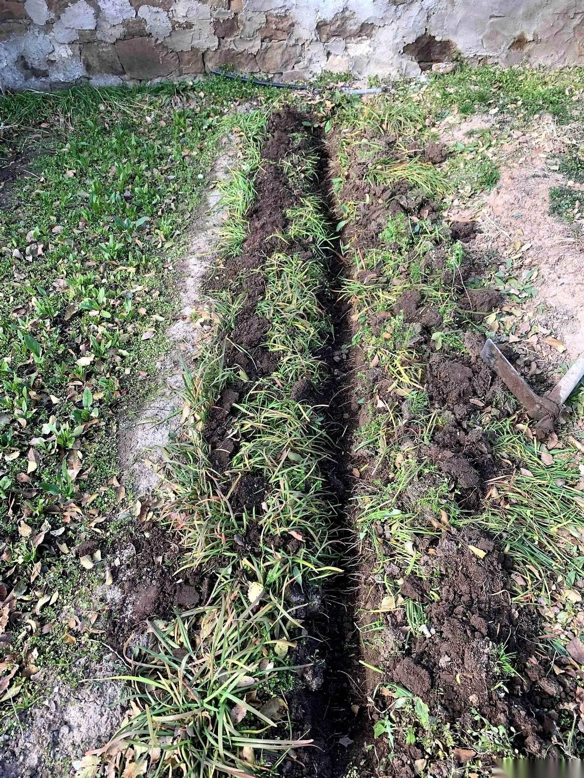 想让韭菜明年长得疯一样，今年冬天就得往死里整。
直接拿大镢头，对着两行中间，狠狠