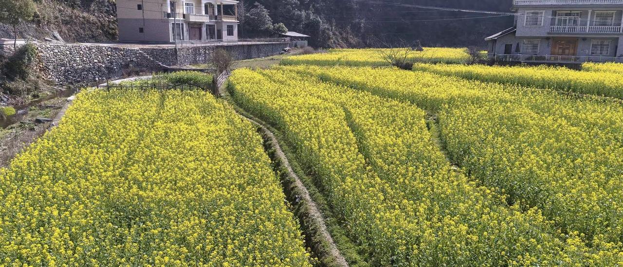 春暖花🌸开又一年，今年的春季天天下雨没有好天气呀，，，