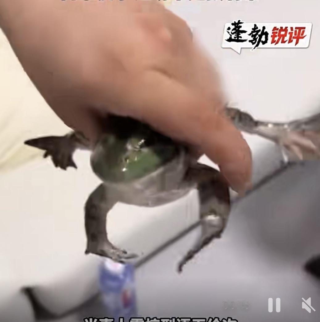 都没错！
6月11日，一名女子外卖备注牛蛙不要烧制，收货后发现送来一整袋鲜活牛蛙