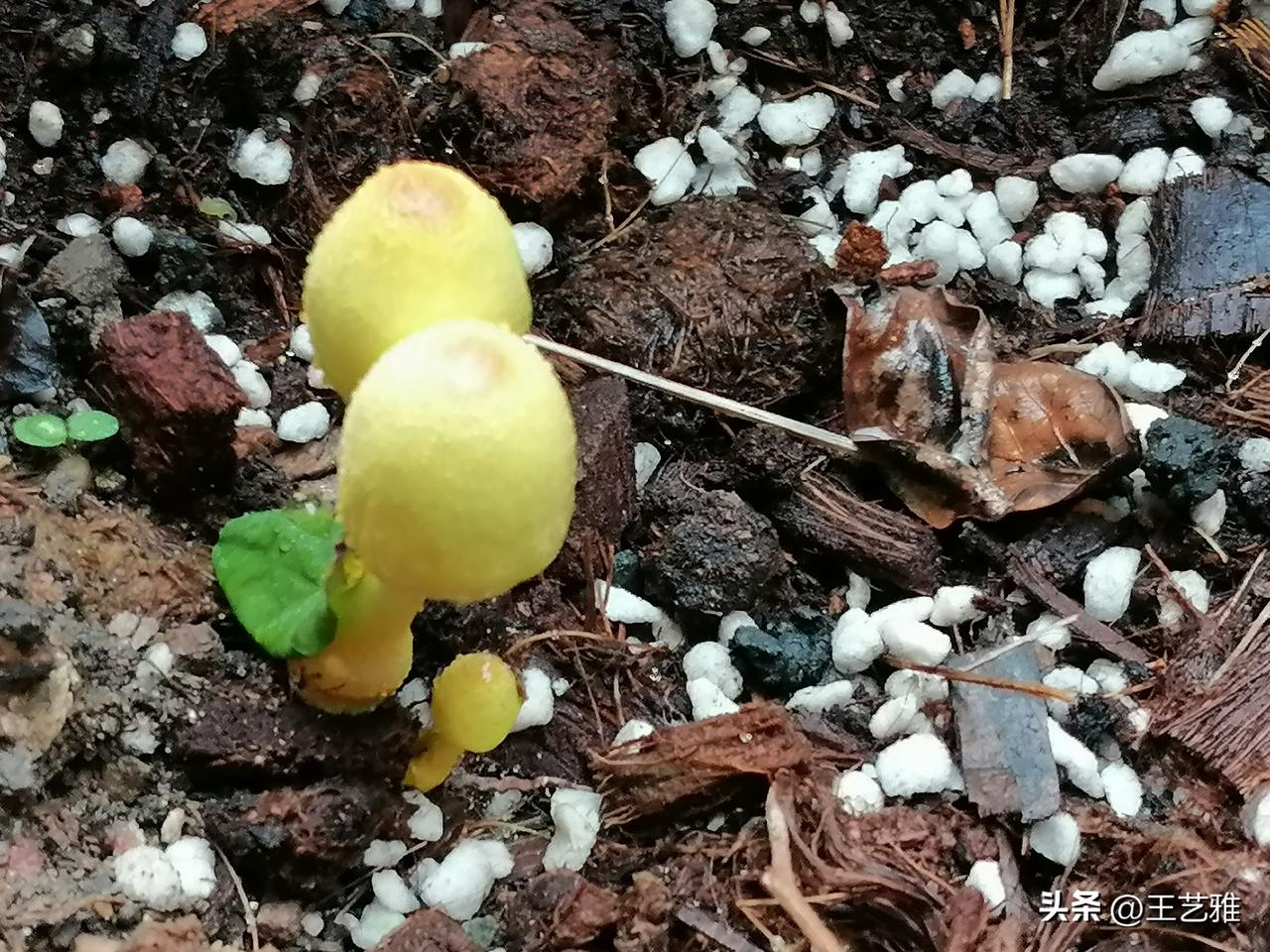 退休第584天，早安。

因为最近总下雨，门前的昨天花盆里我发现长出一株黄色蘑菇