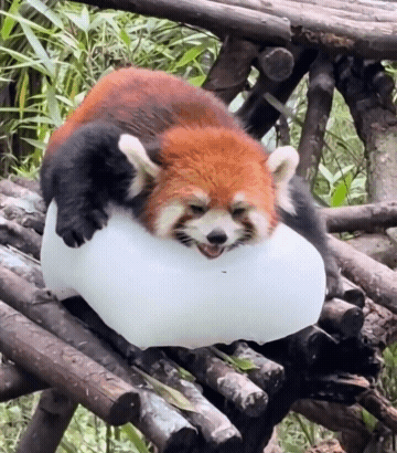 小熊猫是怎样都可爱