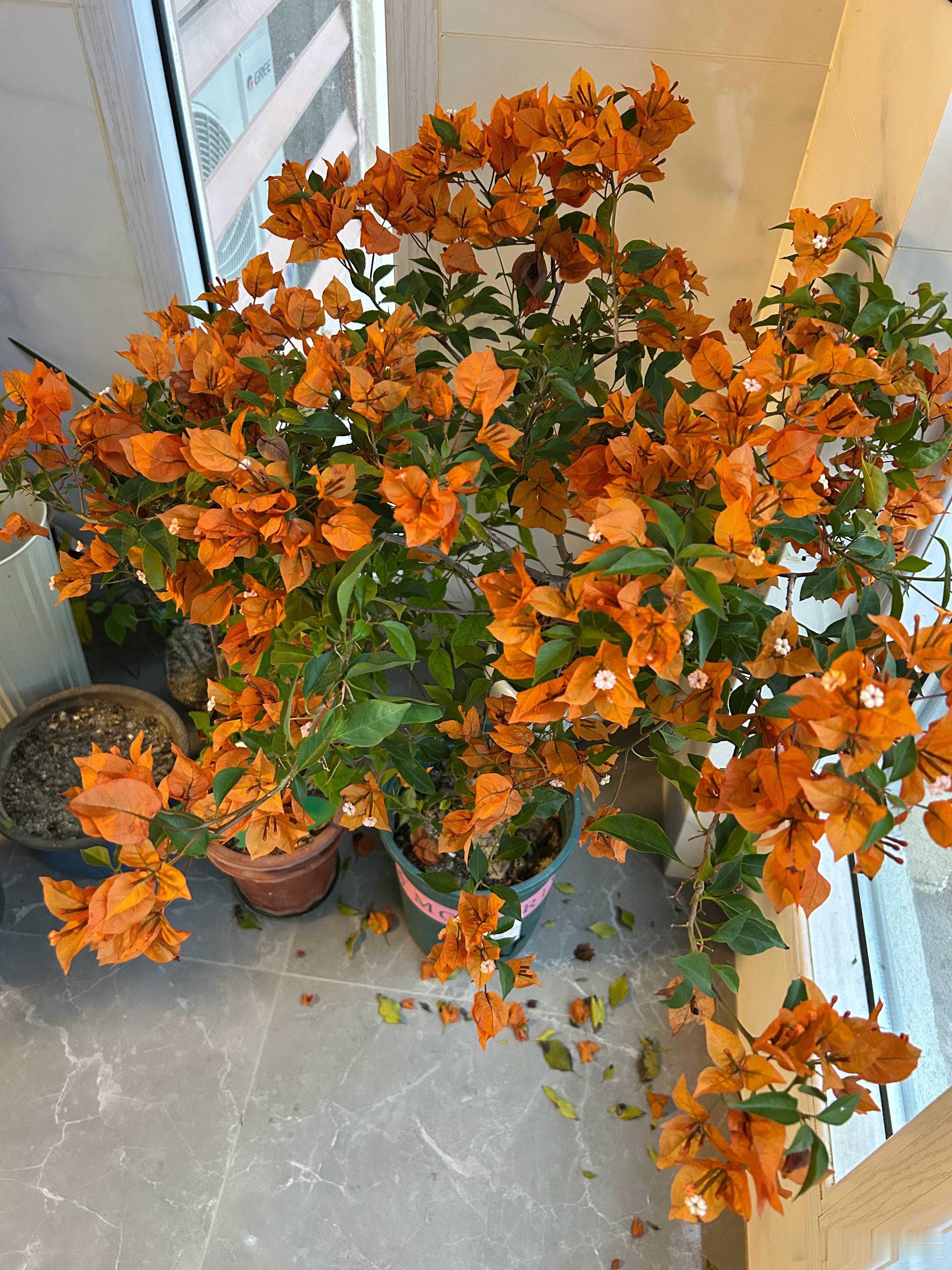 这款花色也不错 