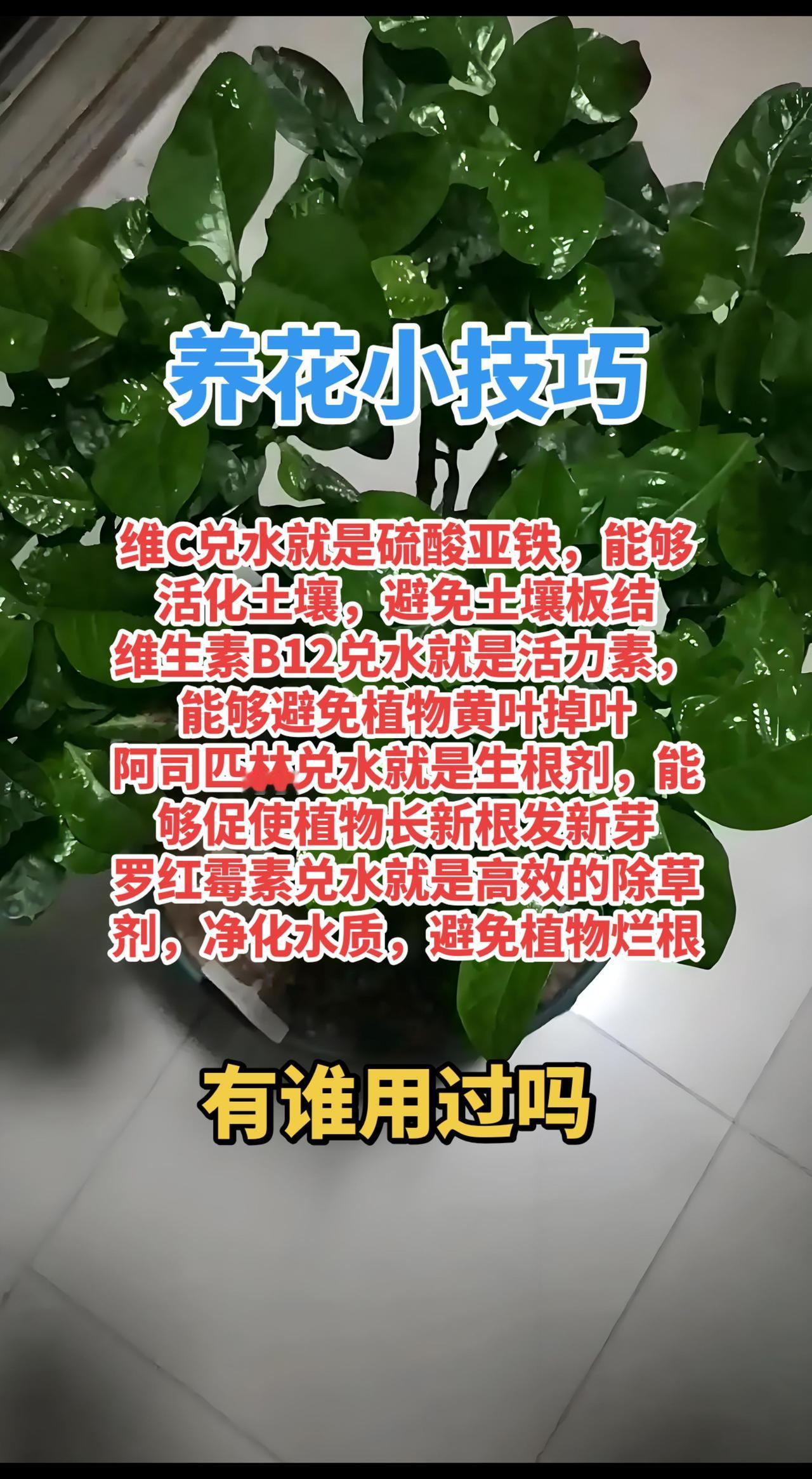 家里过期的药可以这样用：维C兑水就是硫酸亚铁，能够活化土壤，避免土壤板结。维生素