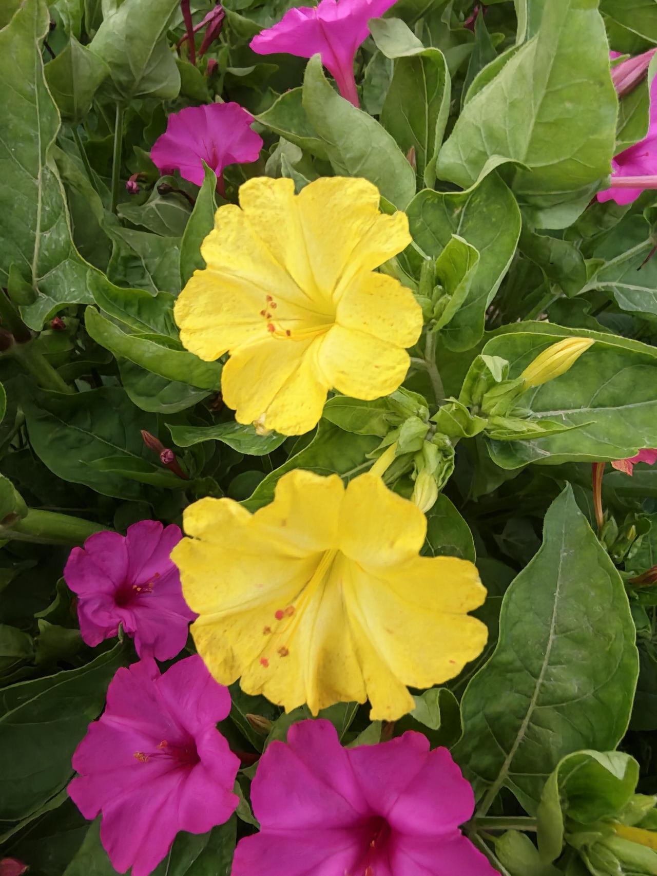 我新发布的内容被官方推荐啦！👍你也快来发布一条吧！带记录真实生活话题，更容易被