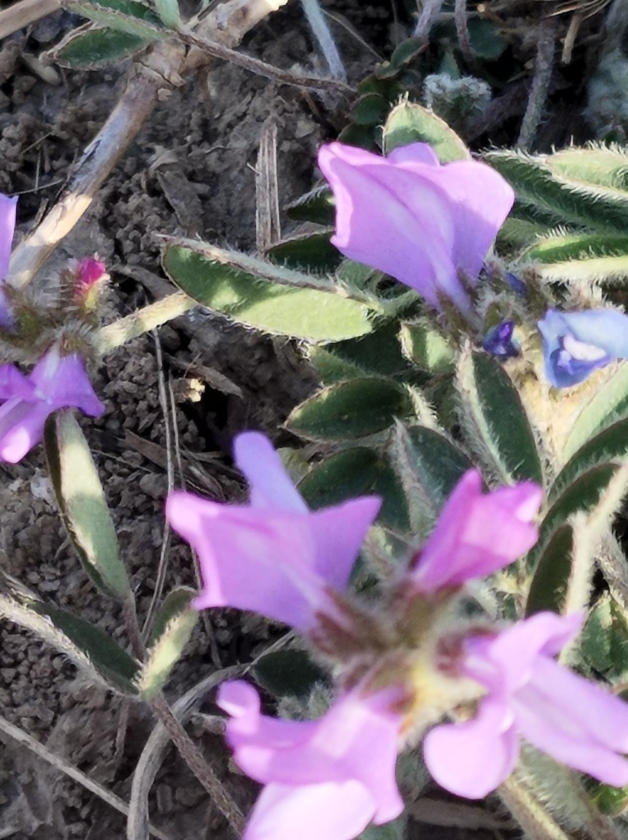 上联:上上下下上下一致，诚邀下联大大小小大小是花。