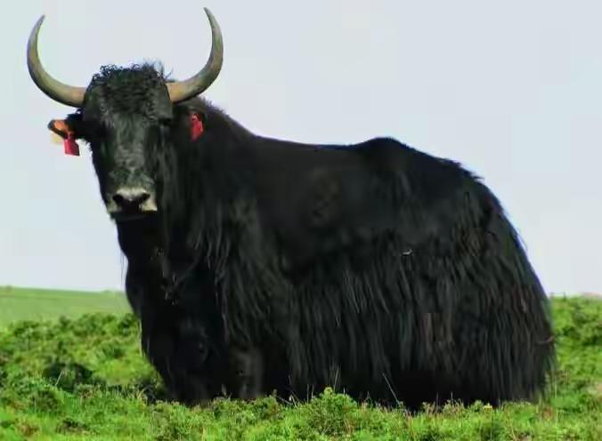 青海事业单位招聘“抓野牦牛”？真相太牛，看完肃然起敬！
        最近，网