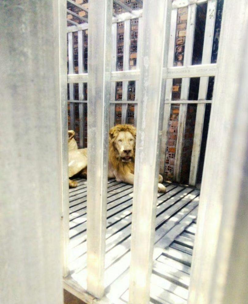 柬埔寨赌场有多恐怖！泰国军队进入柬埔寨一赌场园区发现五只被遗弃的狮子与熊（1雄狮