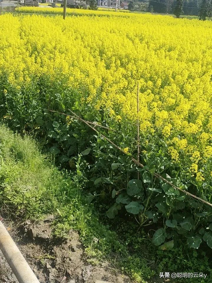 油菜花分享一张你拍的花吧春天里最美的花，天气不错，油菜花香